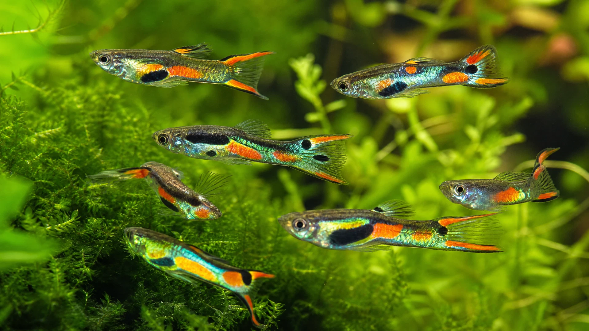 Fische & Besatz